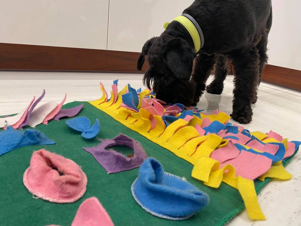 Jak wybrać zabawki węchowe dla psa | Szkolenia dla psów Po Pieskiemu Zamość i okolice