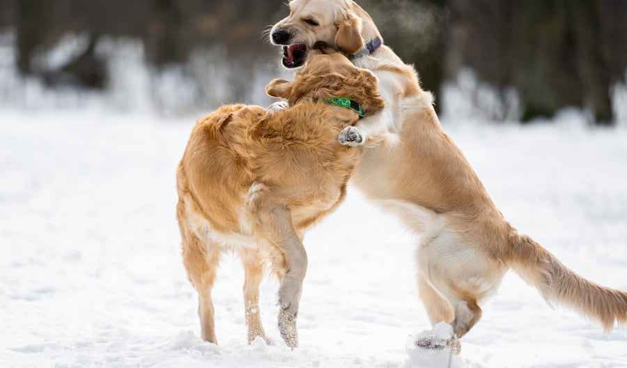 Jak bawią się psy? | Blog o psiej naturze | Po Pieskiemu - skuteczne szkolenia dla psów