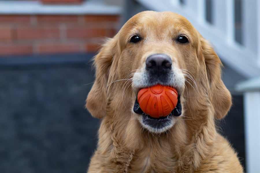 Piłka dla psa | Blog o psiej naturze | Po Pieskiemu - skuteczne szkolenia dla psów